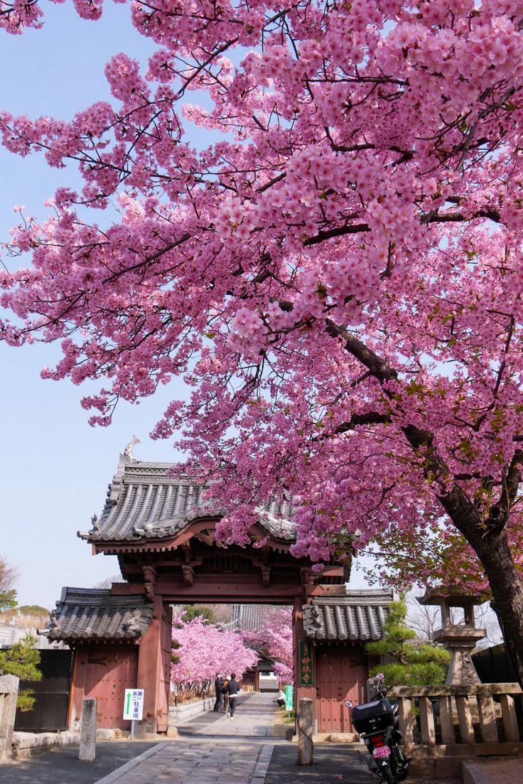 Japan Cherry Blossom Trail