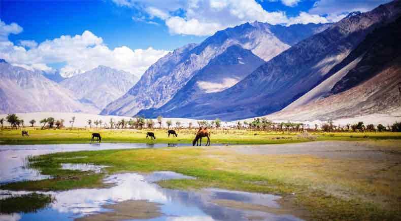 Leh to Leh — Nubra, Turtuk & Pangong