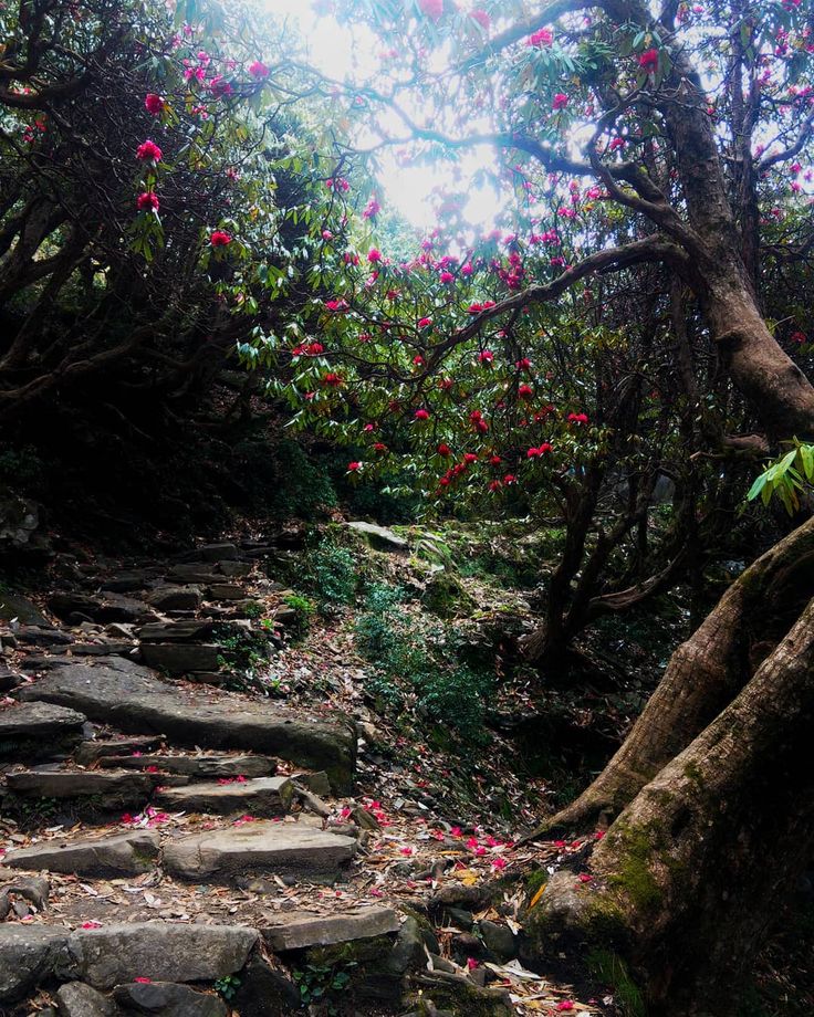 McLeodganj & Triund Trek